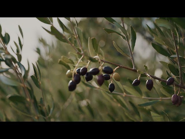 Video & Promo — βίντεο, Storytelling Flow
